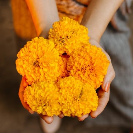 aksamietnica v rukách