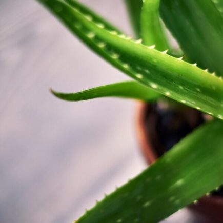 pěstování aloe vera