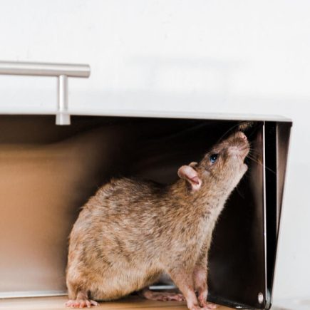 potkany-v-domacnosti