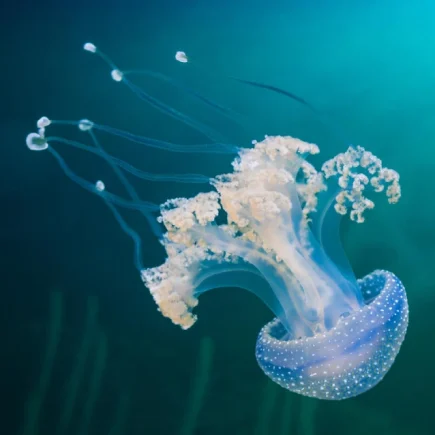 Medúza v mori