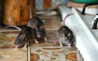 co neznášají potkani