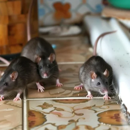 co neznášají potkani