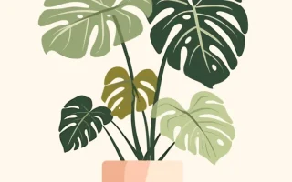 Monstera