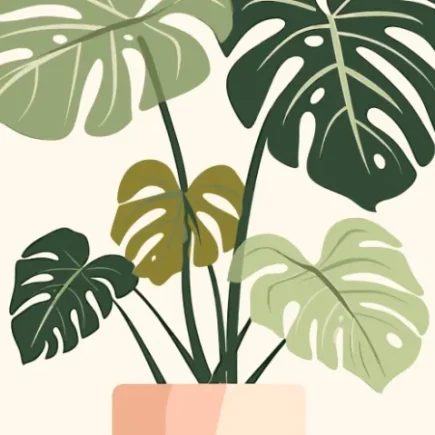 Monstera