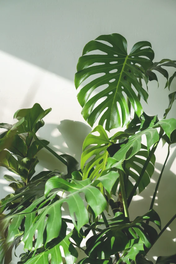 rastlina-monstera